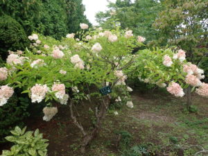 ミナヅキ　全体